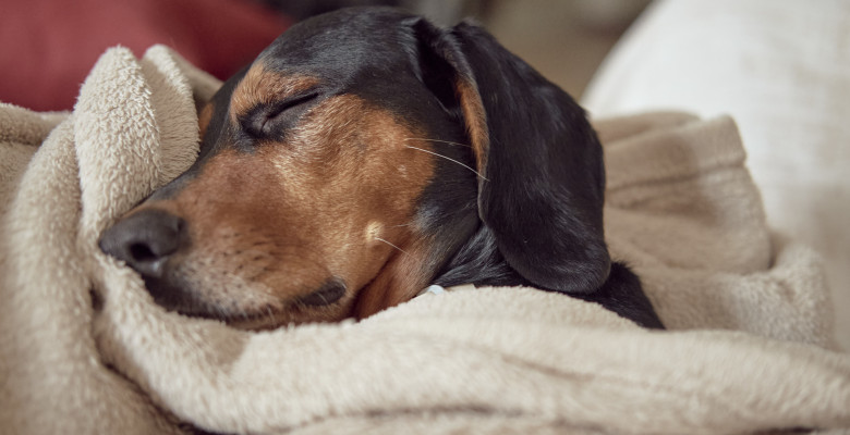 Cum să-ți faci cățelul să doarmă toată noaptea/ Freepik