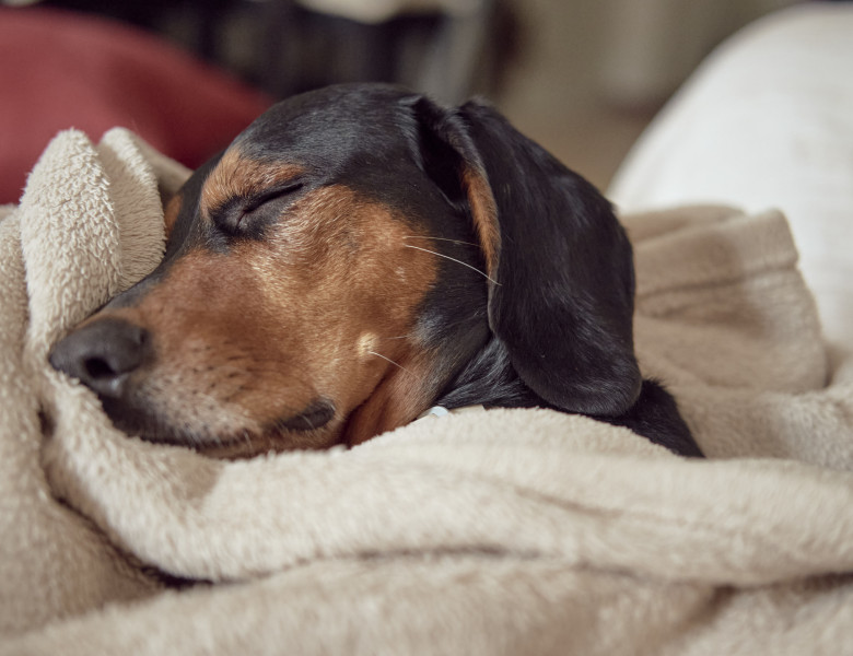 Cum să-ți faci cățelul să doarmă toată noaptea/ Freepik