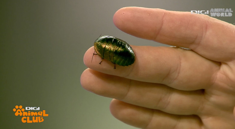 DAC Nevertebrate Alex Fota 3