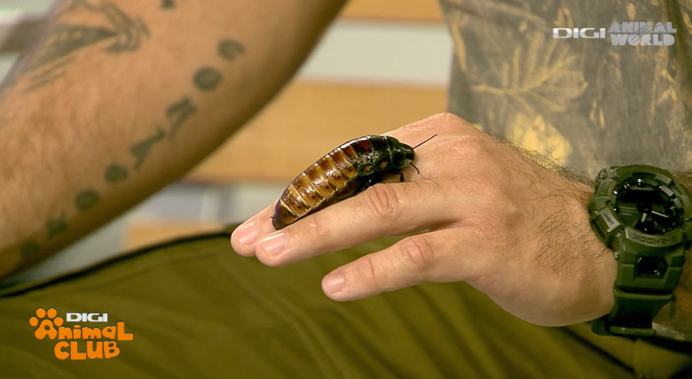 DAC Nevertebrate Alex Fota 4