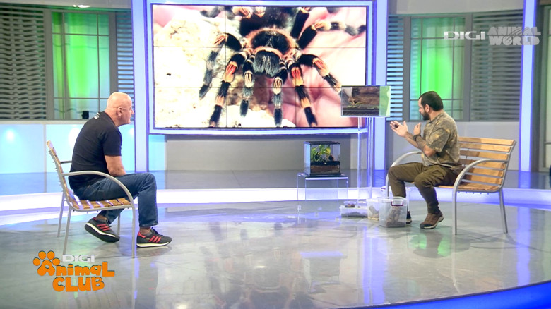 DAC Nevertebrate Alex Fota 7