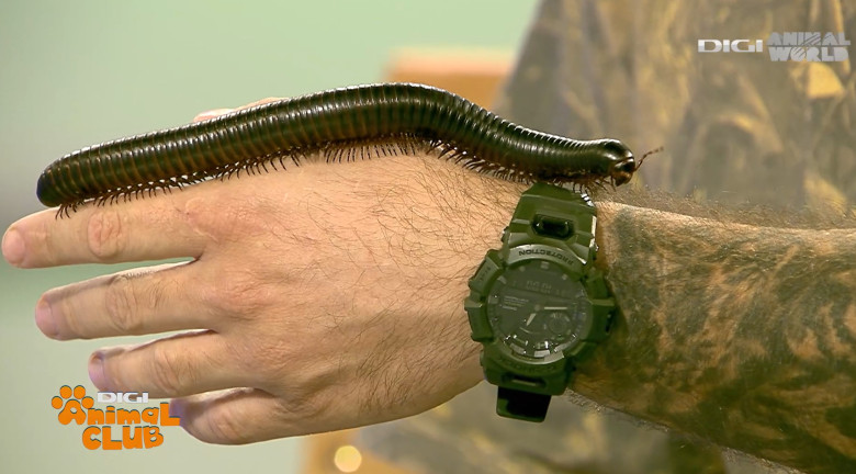 Milipedul gigant african 2 - DAC Nevertebrate Alex Fota