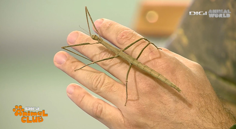 Insecta băț - DAC Nevertebrate ALEX FOTA