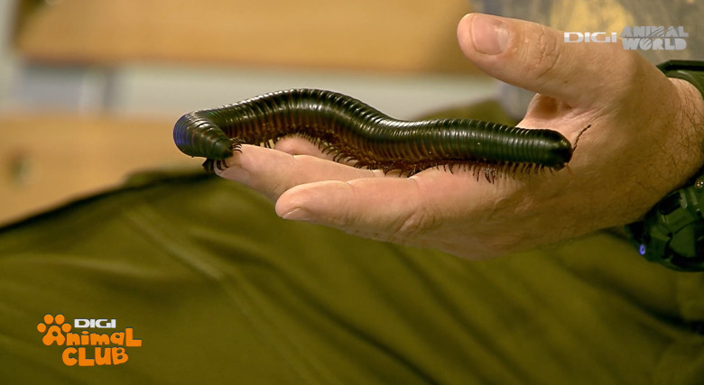 Milipedul gigant african 1 - DAC Nevertebrate Alex Fota