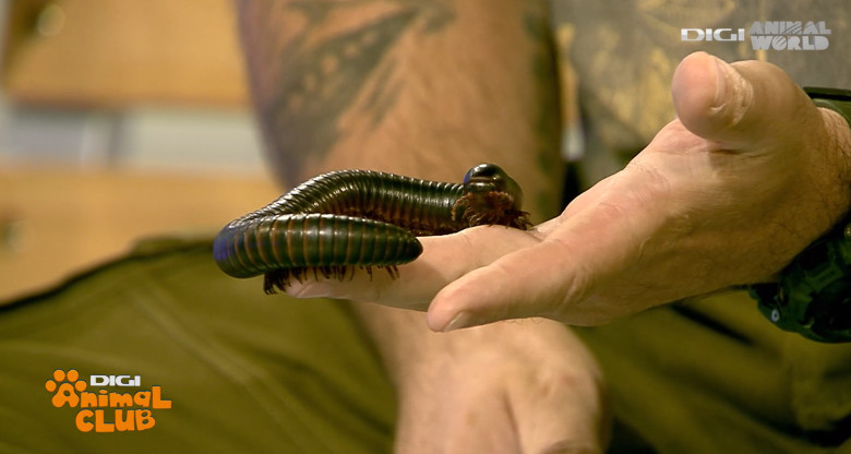 Milipedul gigant african 3 - DAC Nevertebrate Alex Fota