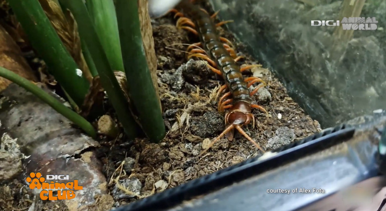 Scolopendra - DAC Nevertebrate Alex Fota