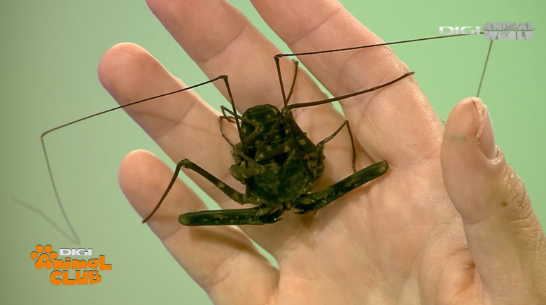 Scorpion de peșteră - DAC Nevertebrate Alex Fota