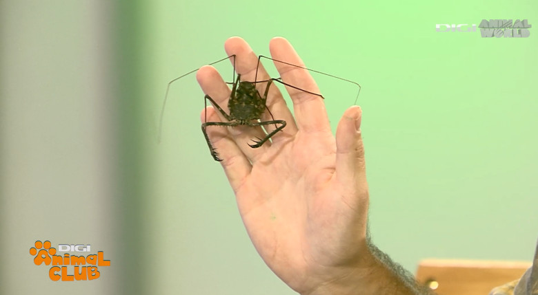 Scorpion de peșteră 2 - DAC Nevertebrate Alex Fota