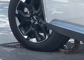 Momentul când un șarpe se strecoară în mașină unui bărbat care aștepta la un drive-thru în Florida/ Foto: Captură video