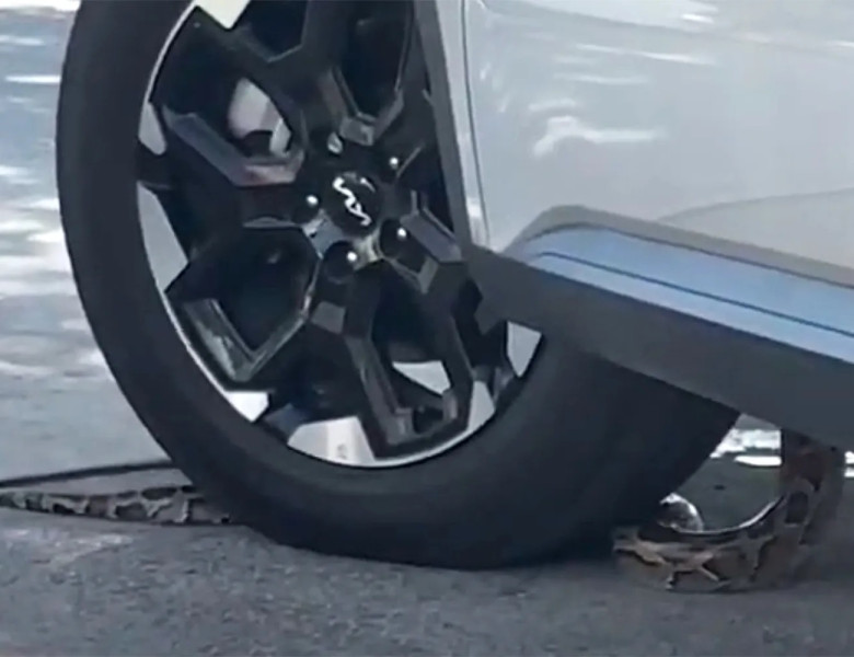 Momentul când un șarpe se strecoară în mașină unui bărbat care aștepta la un drive-thru în Florida/ Foto: Captură video