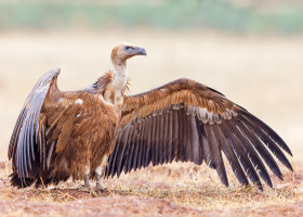 Vultur sur/ Profimedia