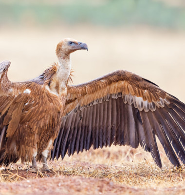 Vultur sur/ Profimedia