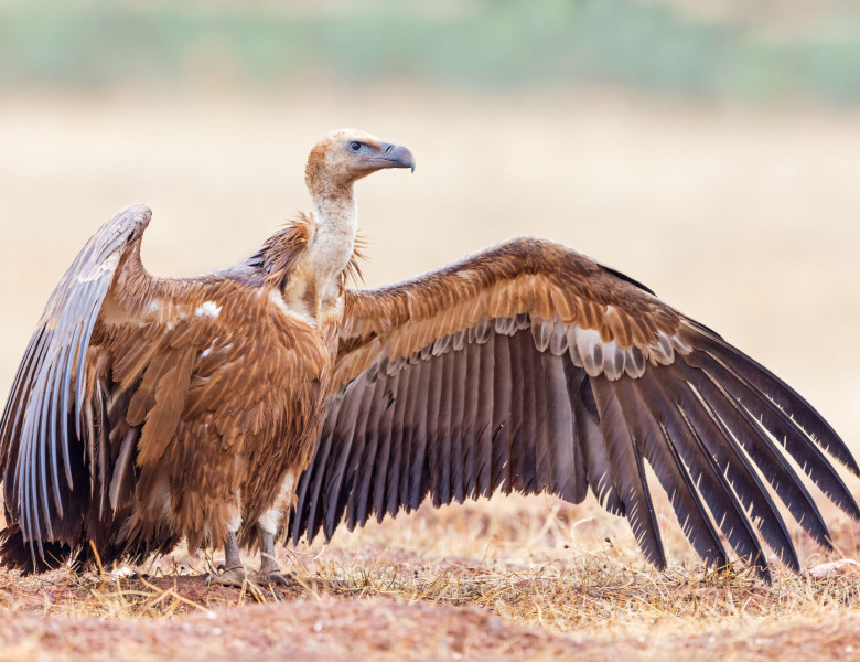 Vultur sur/ Profimedia
