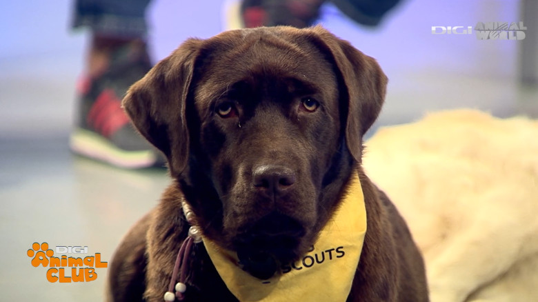 DAC EVENIMENTE CAINI 2