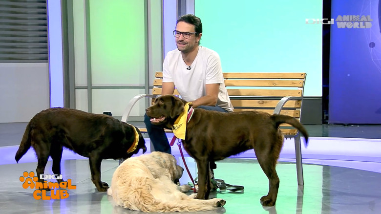 DAC EVENIMENTE CAINI 1