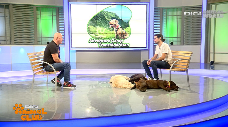 DAC EVENIMENTE CAINI 3