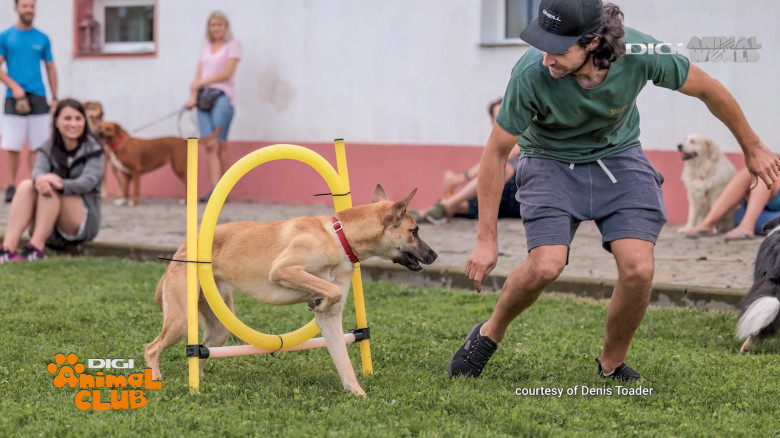 DAC EVENIMENTE CAINI 4