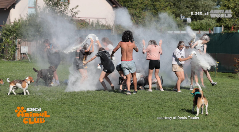 DAC EVENIMENTE CAINI 13