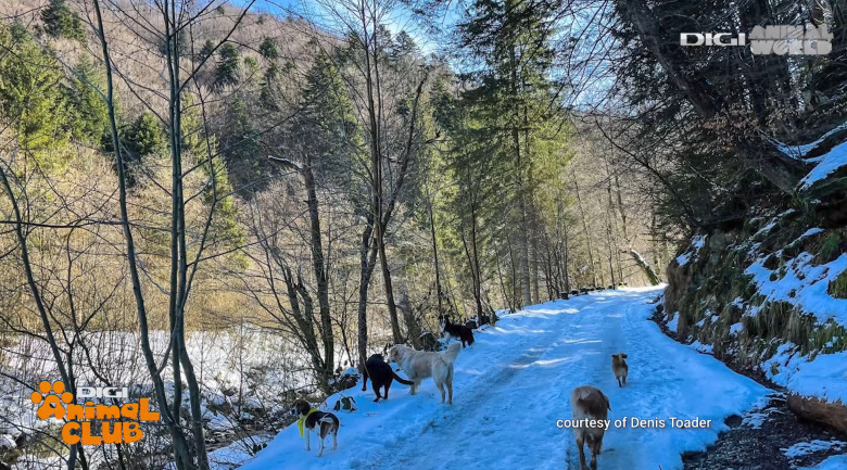 DAC EVENIMENTE CAINI 11