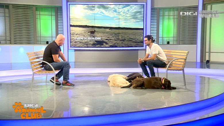 DAC EVENIMENTE CAINI 15