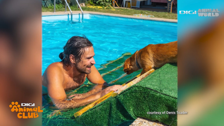 DAC EVENIMENTE CAINI 19