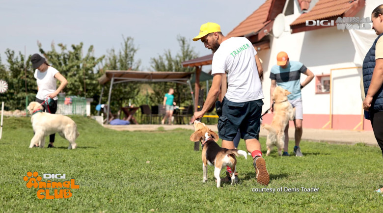 DAC EVENIMENTE CAINI 16