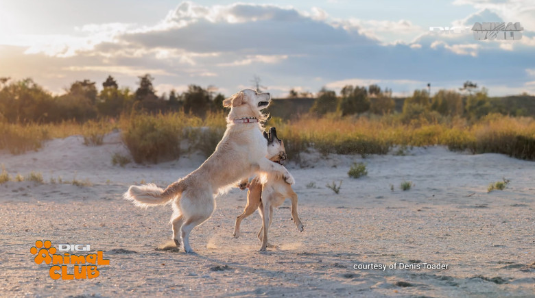 DAC EVENIMENTE CAINI 17