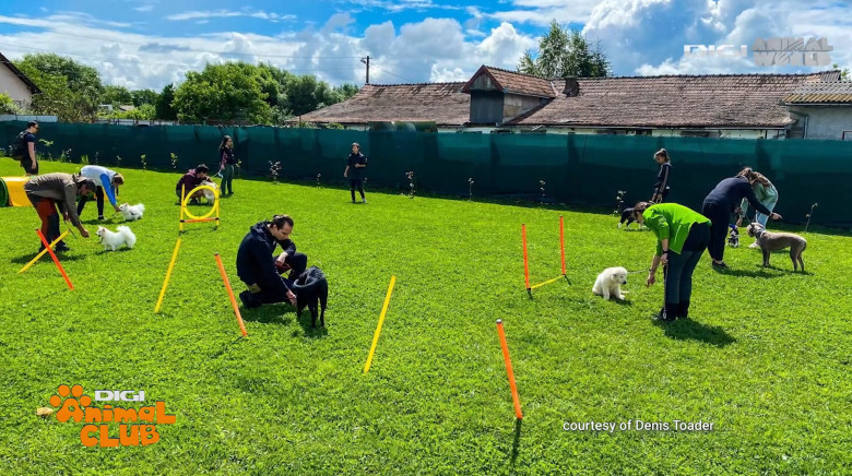 DAC EVENIMENTE CAINI 23