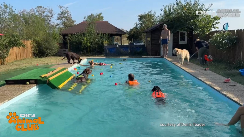 DAC EVENIMENTE CAINI 20