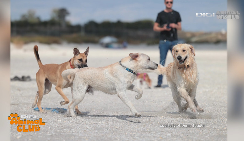 DAC EVENIMENTE CAINI 21