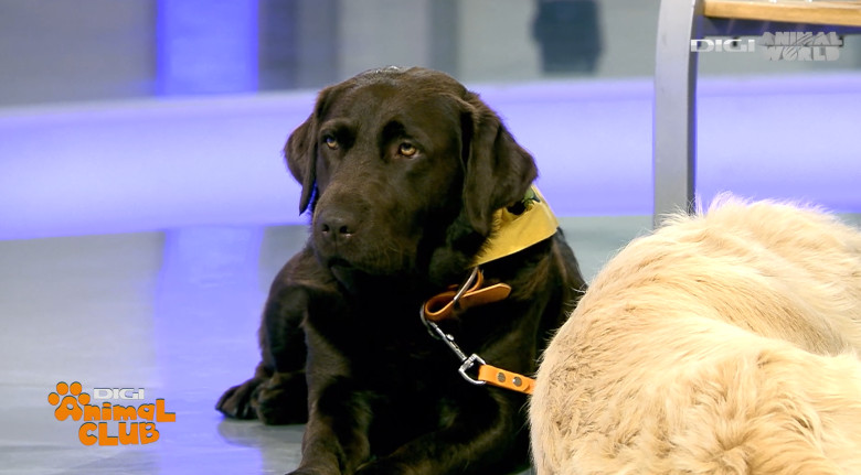 DAC EVENIMENTE CAINI 22