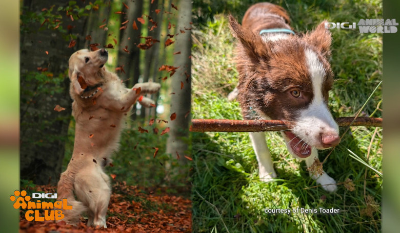 DAC EVENIMENTE CAINI 25