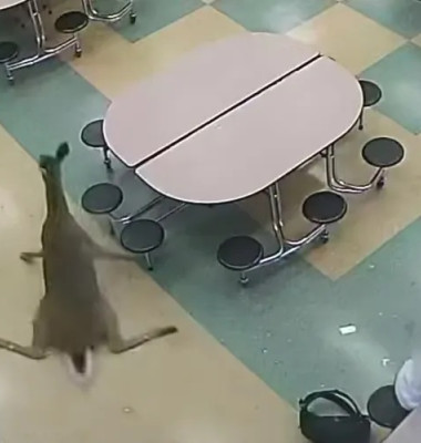 Un cerb a dat buzna prin geamul cantinei în timpul micului dejun/ Foto: Captură video