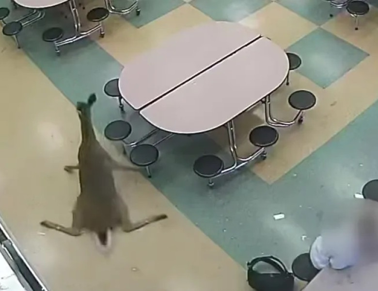 Un cerb a dat buzna prin geamul cantinei în timpul micului dejun/ Foto: Captură video