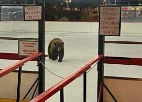Momentul când un urs apare pe un patinoar, deschis recent pentru localnici/ Foto: Facebook