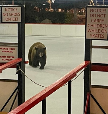 Momentul când un urs apare pe un patinoar, deschis recent pentru localnici/ Foto: Facebook