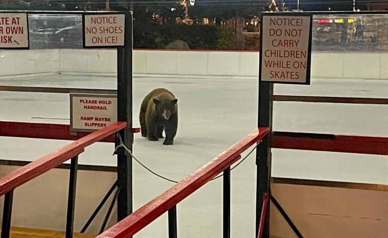Momentul când un urs apare pe un patinoar, deschis recent pentru localnici/ Foto: Facebook