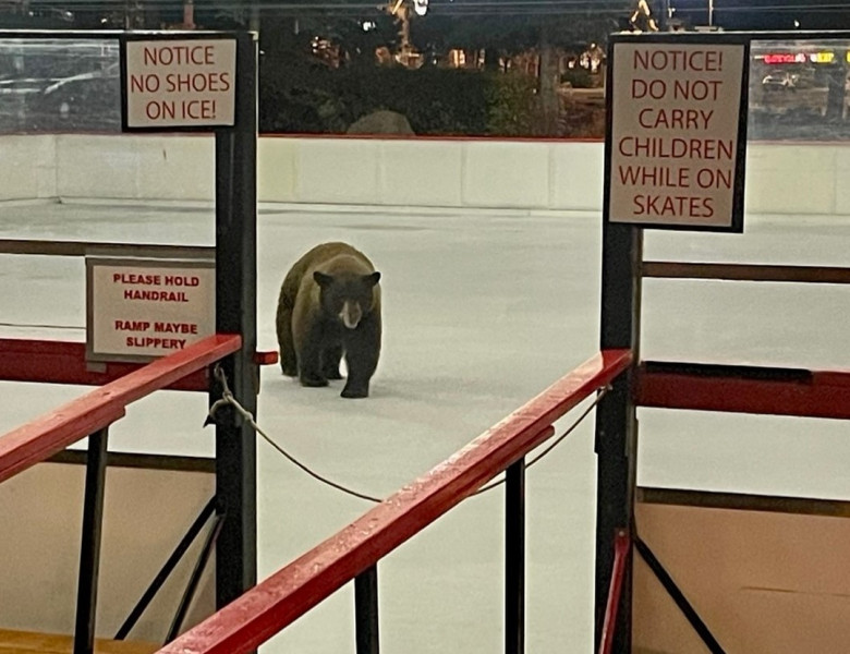 Momentul când un urs apare pe un patinoar, deschis recent pentru localnici/ Foto: Facebook