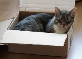 O pisică a fost expediată din greșeală într-un colet în Germania/ Freepik