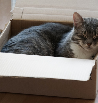 O pisică a fost expediată din greșeală într-un colet în Germania/ Freepik