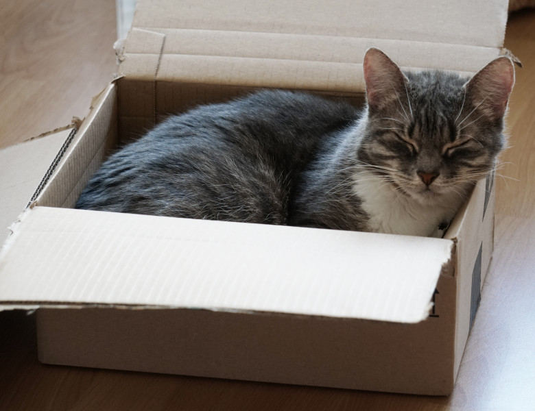 O pisică a fost expediată din greșeală într-un colet în Germania/ Freepik