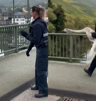 Momentul când o polițistă capturează o lebădă agresivă cu mâinile goale/ Foto: Captură video