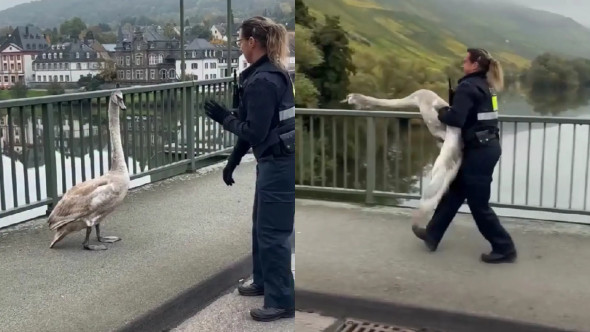 Momentul când o polițistă capturează o lebădă agresivă cu mâinile goale, pe un drum aglomerat. Imaginile sunt virale