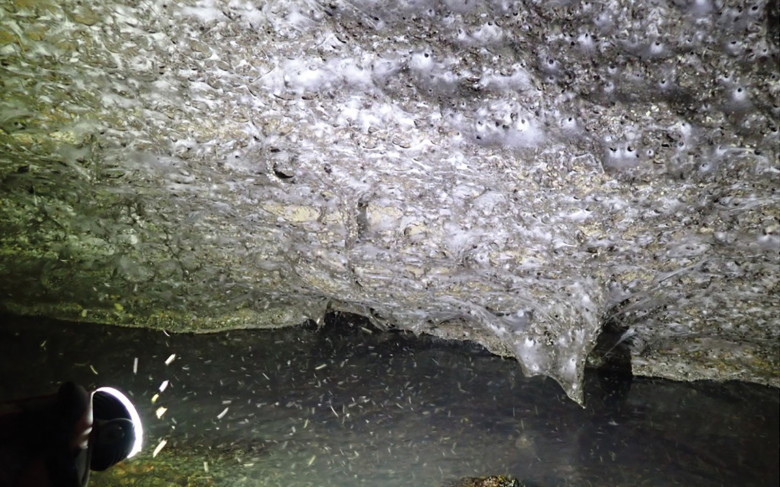 Cea mai mare pânză de păianjen din lume/ Profimedia