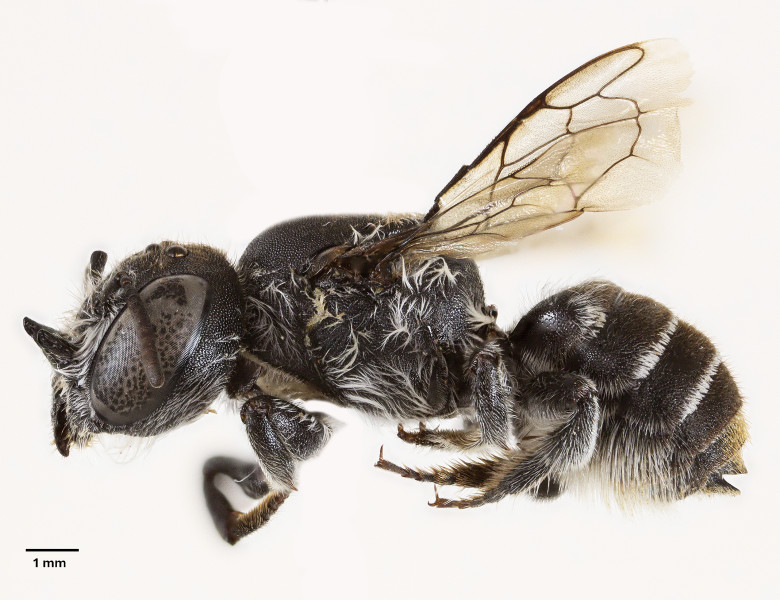 „Albina Lucifer”, noua descoperire din Australia/ Profimedia