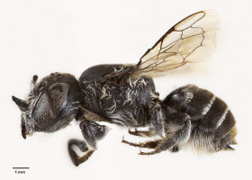 „Albina Lucifer”, noua descoperire din Australia/ Profimedia