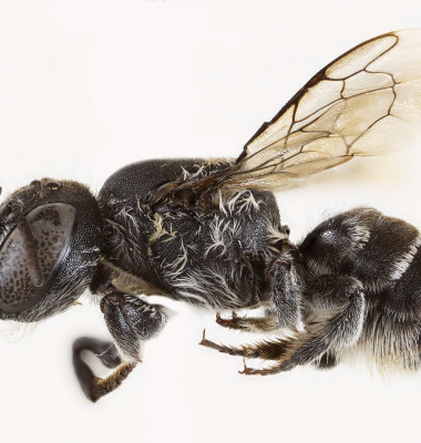 „Albina Lucifer”, noua descoperire din Australia/ Profimedia