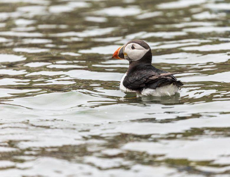 Populaţia de papagali de mare din Insulele Farne s-a redus cu aproape 25%/ Profimedia