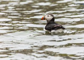 Populaţia de papagali de mare din Insulele Farne s-a redus cu aproape 25%/ Profimedia