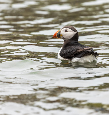 Populaţia de papagali de mare din Insulele Farne s-a redus cu aproape 25%/ Profimedia
